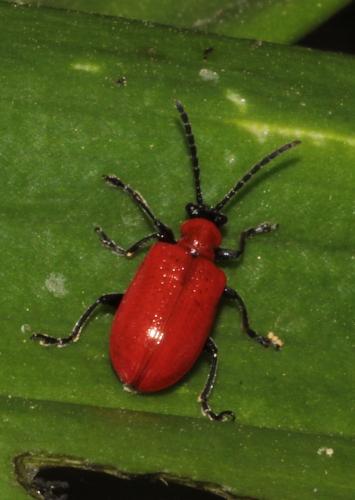 Réf. 228 584 : Lilioceris lilii